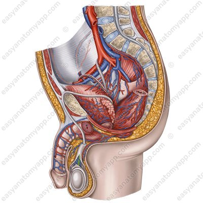 Яичковая артерия (a. testicularis) – сагиттальный срез